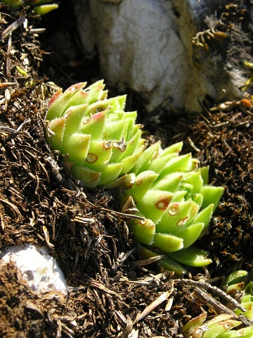 globiferum ssp. hirtum (hirtum) from Poludnica