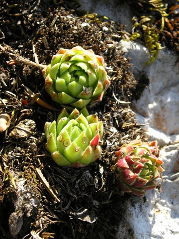 globiferum ssp. hirtum (hirtum) from Poludnica