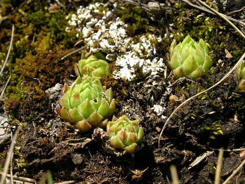 globiferum ssp. hirtum (hirtum) from Poludnica