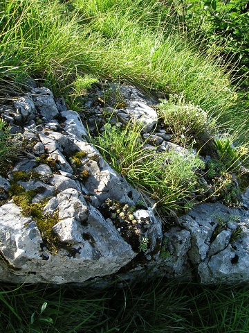 globiferum ssp. hirtum (hirtum) from Poludnica