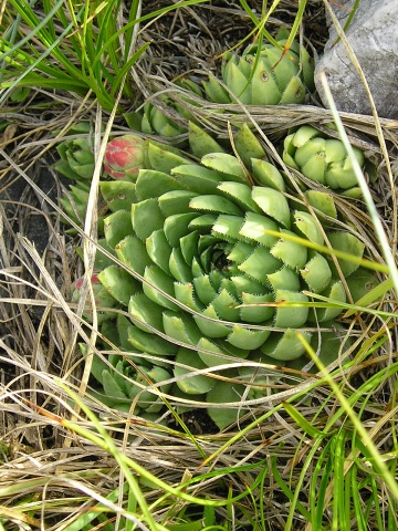 globiferum ssp. hirtum (hirtum) from Šarkanica