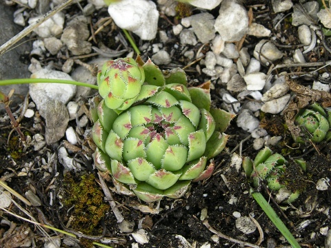 globiferum ssp. hirtum (hirtum) from Šarkanica