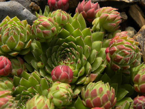 globiferum ssp. hirtum (hirtum) from Šarkanica