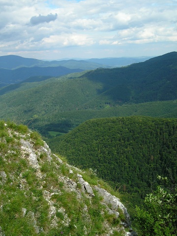 globiferum ssp. hirtum (hirtum) from Šarkanica