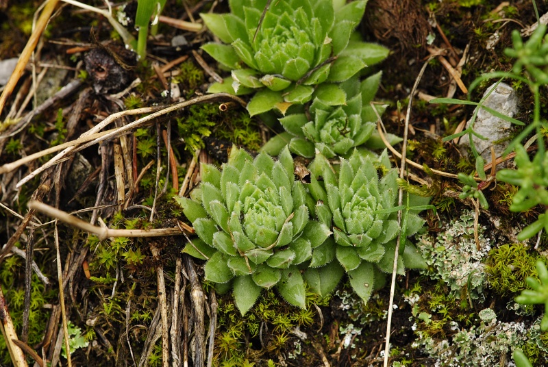 globiferum ssp. hirtum (hirtum) from Stratená, unter dem Dorf