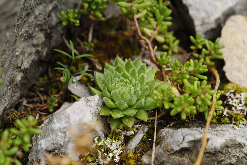 globiferum ssp. hirtum (hirtum) from Stratená, unter dem Dorf