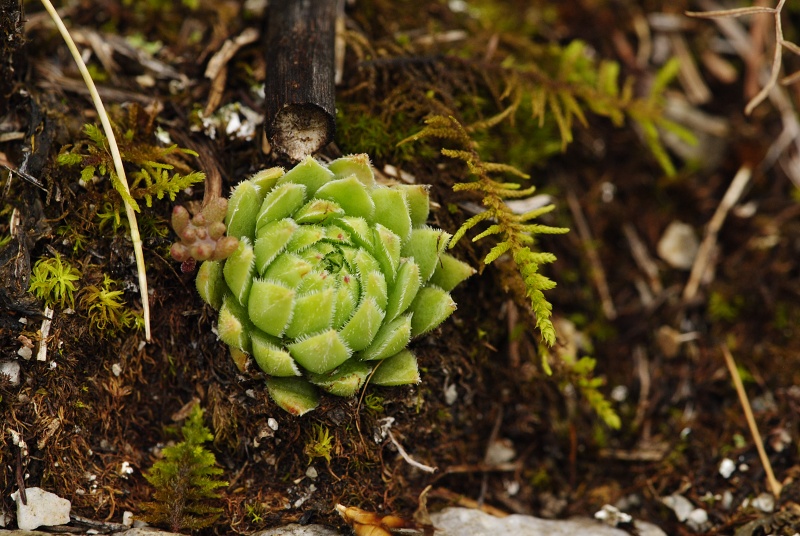 globiferum ssp. hirtum (hirtum) from Stratená, unter dem Dorf