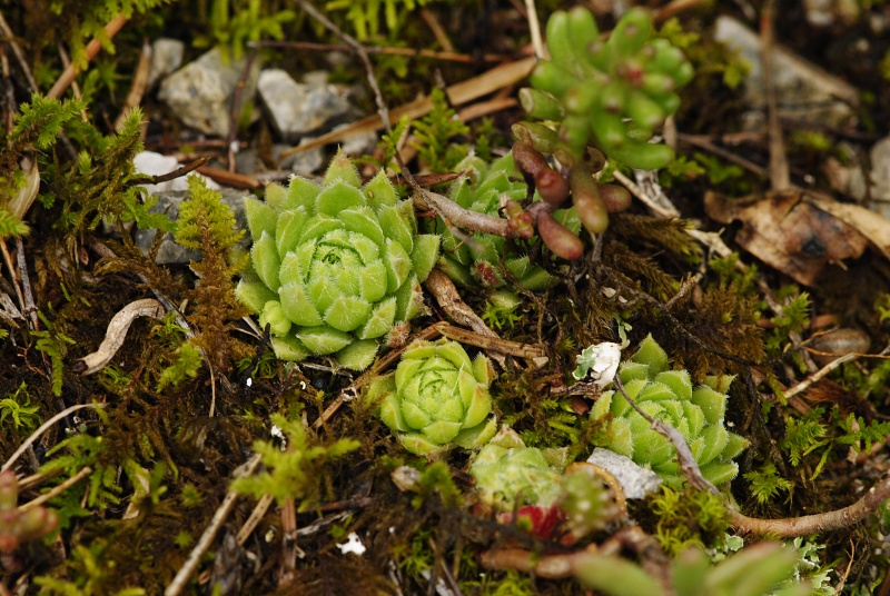 globiferum ssp. hirtum (hirtum) from Stratená, unter dem Dorf