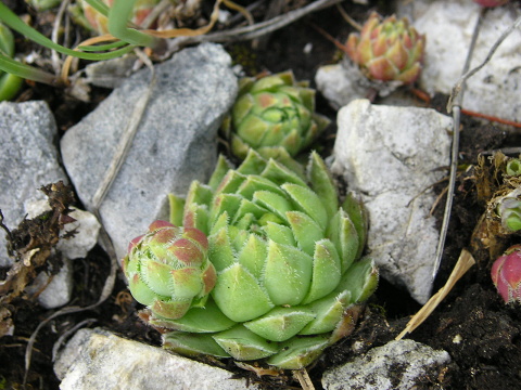 globiferum ssp. hirtum (hirtum) from Voniaca