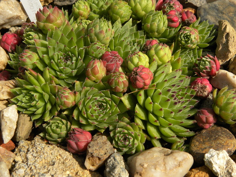 globiferum ssp. hirtum (hirtum) from Voniaca