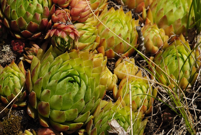 globiferum ssp. hirtum (hirtum) from Žarnov