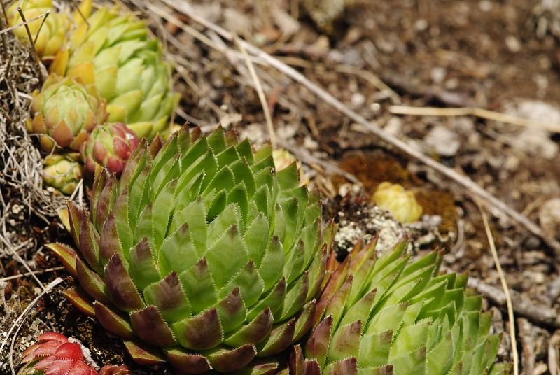 globiferum ssp. hirtum (hirtum) from Žarnov