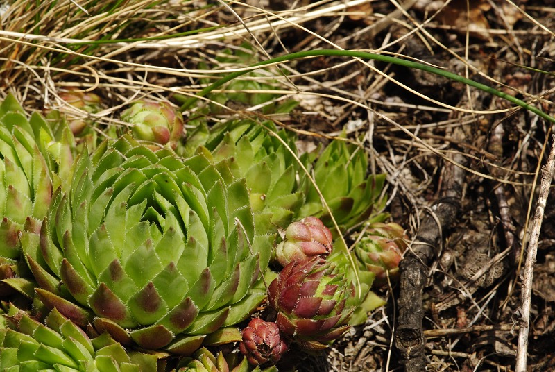 globiferum ssp. hirtum (hirtum) from Žarnov