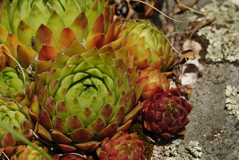 globiferum ssp. hirtum (hirtum) from Žarnov