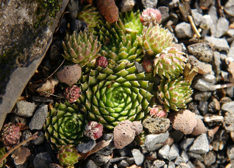 globiferum ssp. hirtum (neilreichii)