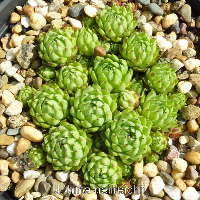 globiferum ssp. hirtum (neilreichii)