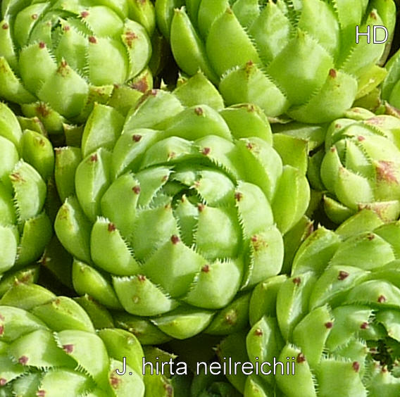 globiferum ssp. hirtum (neilreichii)