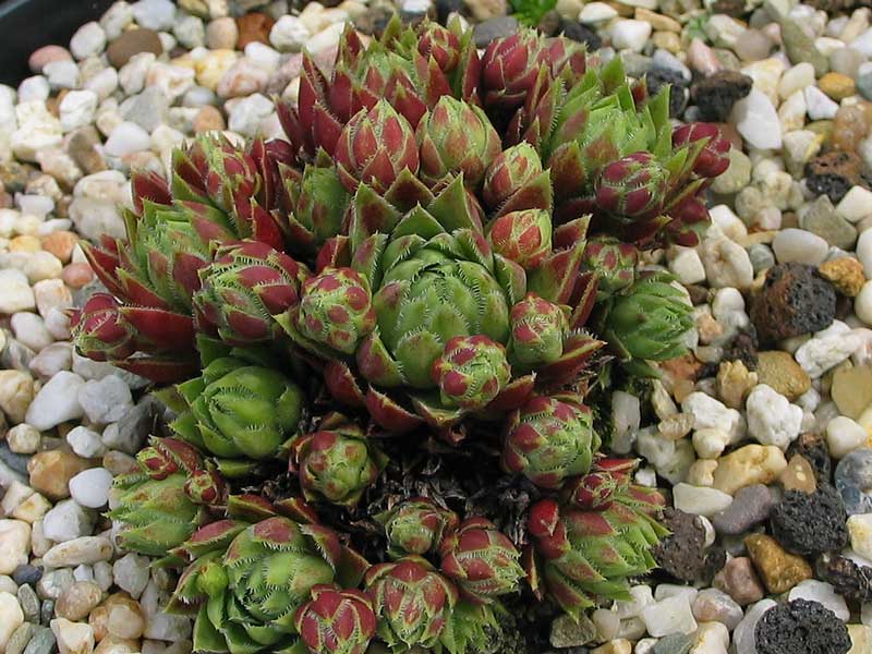 globiferum ssp. hirtum (neilreichii)