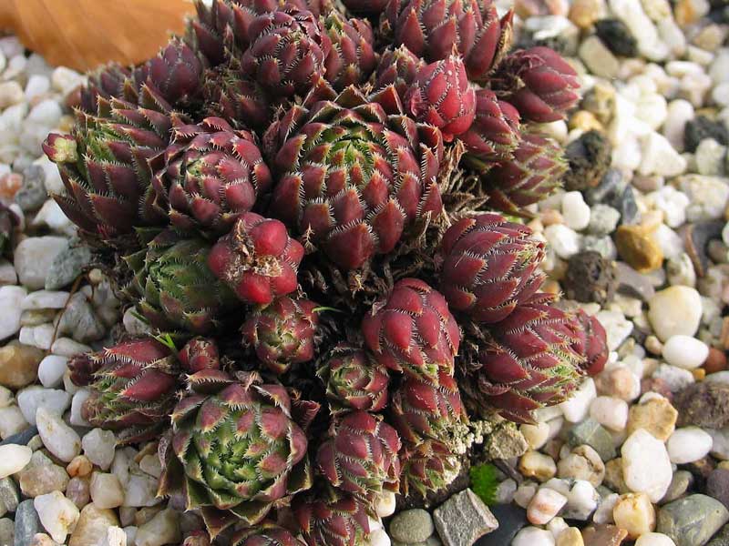 globiferum ssp. hirtum (neilreichii)