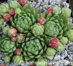 globiferum ssp. hirtum (neilreichii)