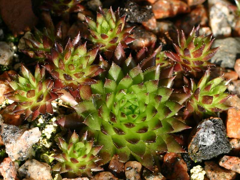 globiferum ssp. hirtum (preissianum) from Belaer Tatra
