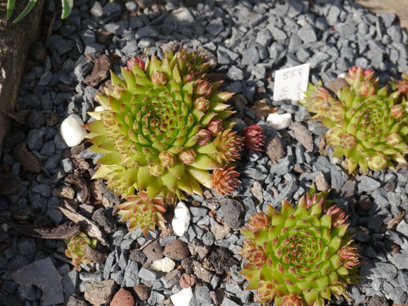 globiferum ssp. hirtum (preissianum) from Belaer Tatra