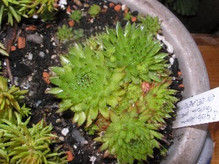 globiferum ssp. hirtum (preissianum) from Belaer Tatra