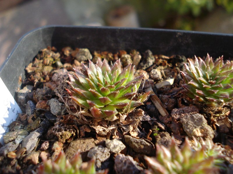 globiferum ssp. hirtum (preissianum) from Belaer Tatra