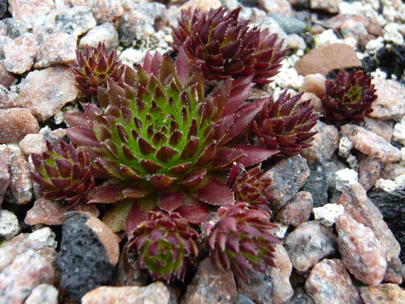 globiferum ssp. hirtum (preissianum) from Belaer Tatra