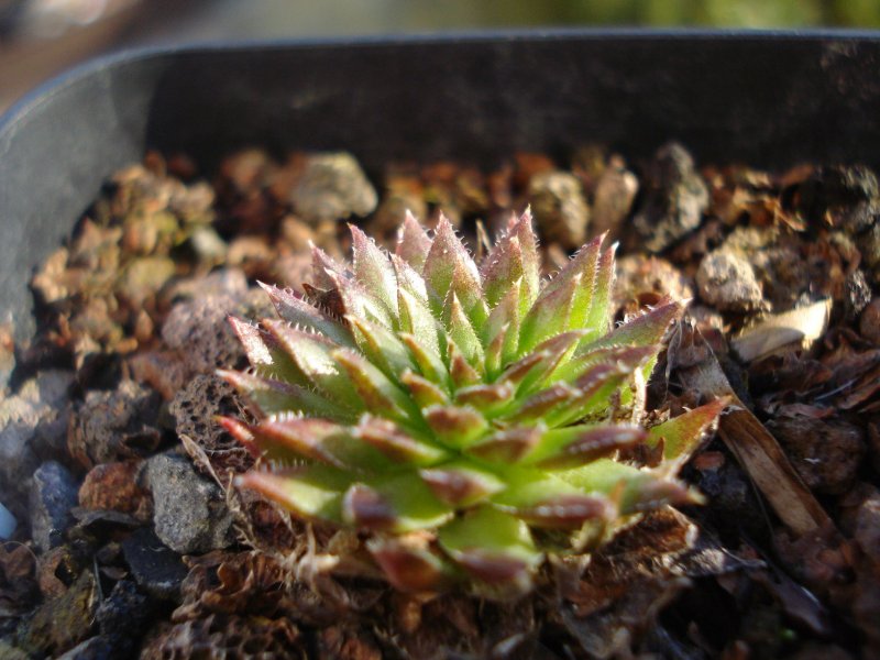 globiferum ssp. hirtum (preissianum) from Belaer Tatra