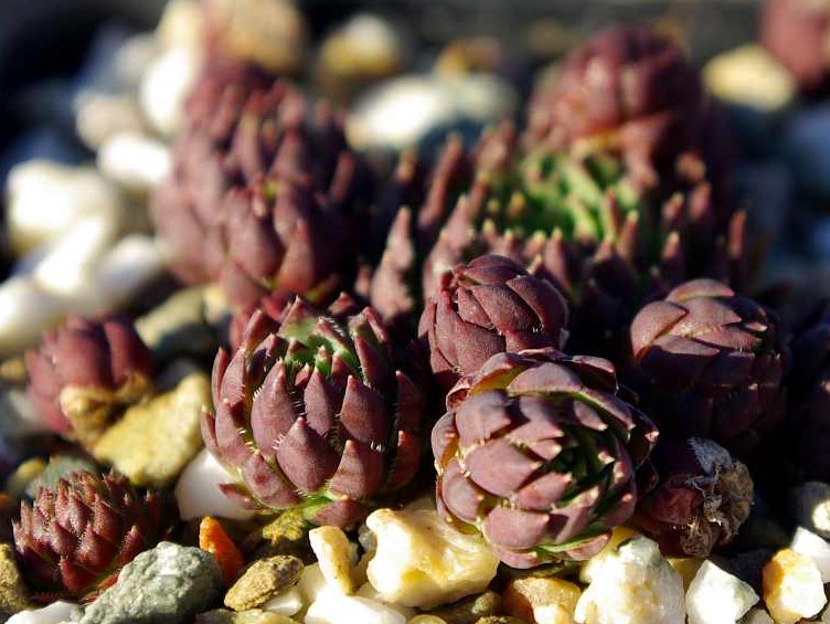 globiferum ssp. hirtum (preissianum) from Belaer Tatra