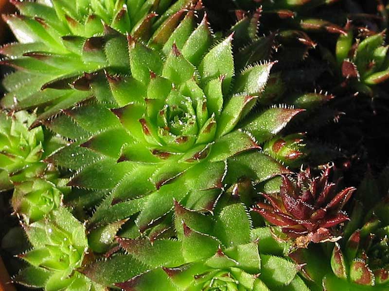 globiferum ssp. hirtum (preissianum) from Belaer Tatra
