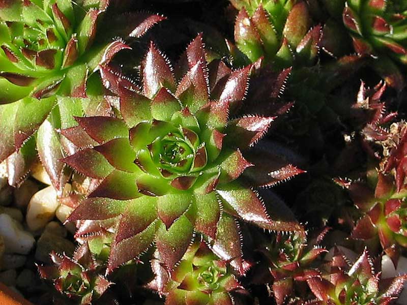 globiferum ssp. hirtum (preissianum) from Belaer Tatra