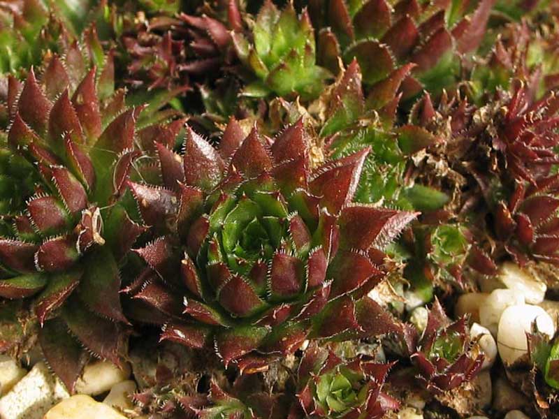 globiferum ssp. hirtum (preissianum) from Belaer Tatra