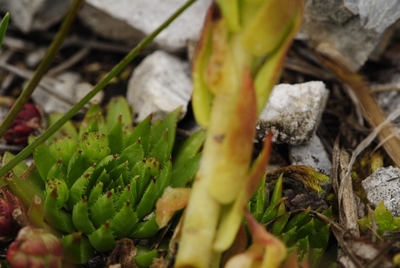 globiferum ssp. hirtum (preissianum) from Bielé skaly, Sattel Vráta