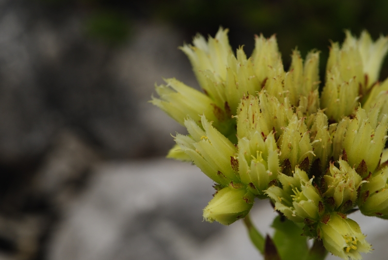 globiferum ssp. hirtum (preissianum) from Bielé skaly, Sattel Vráta