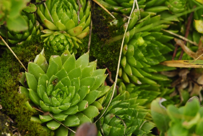 globiferum ssp. hirtum (preissianum) from Hromové NO