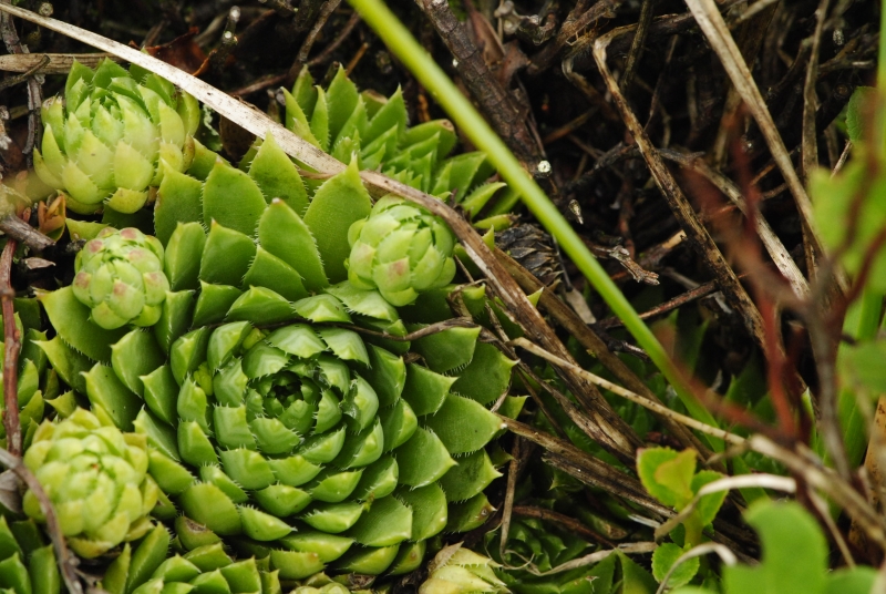 globiferum ssp. hirtum (preissianum) from Hromové NO