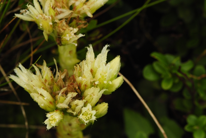 globiferum ssp. hirtum (preissianum) from Hromové NO