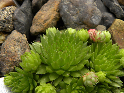 globiferum ssp. hirtum (preissianum) from Hromové