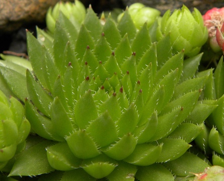 globiferum ssp. hirtum (preissianum) from Hromové