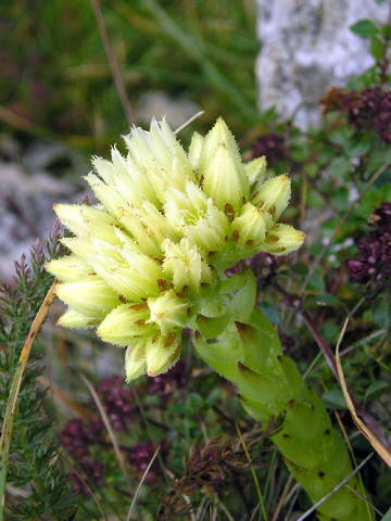 globiferum ssp. hirtum (preissianum) from Hromové