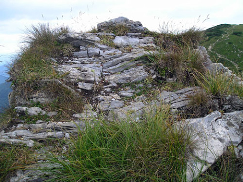 globiferum ssp. hirtum (preissianum) from Hromové