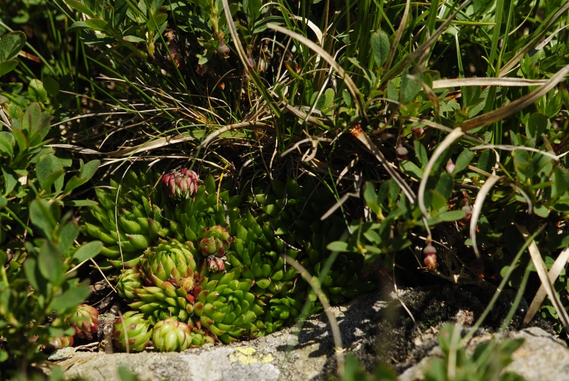 globiferum ssp. hirtum (preissianum) from Jarzabczy Wierch, NO Abhang