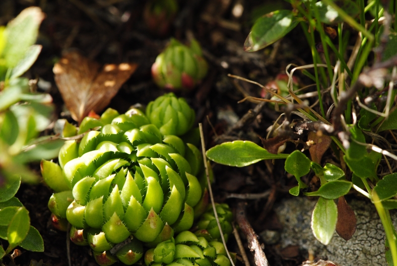 globiferum ssp. hirtum (preissianum) from Jarzabczy Wierch, NO Abhang