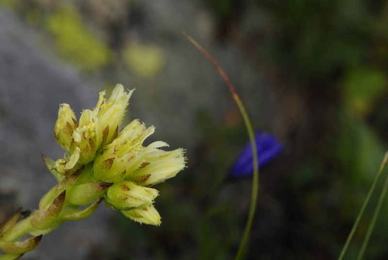 globiferum ssp. hirtum (preissianum) from Jarzabczy Wierch, NO Abhang