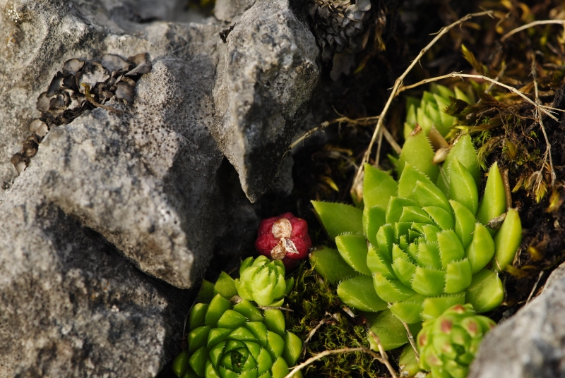 globiferum ssp. hirtum (preissianum) from Javorina