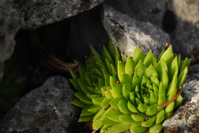 globiferum ssp. hirtum (preissianum) from Javorina
