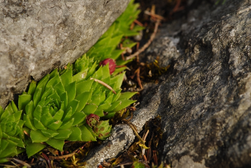 globiferum ssp. hirtum (preissianum) from Javorina