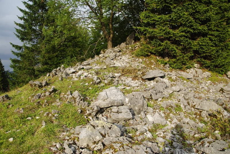 globiferum ssp. hirtum (preissianum) from Javorina